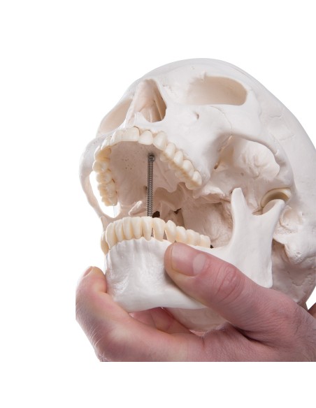 Educational skull decomposable into 3 parts, anatomical model 3B Scientific A20