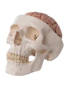 Crâne éducatif en 8 parties avec cerveau, modèle...