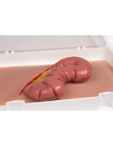 Moulage et simulation d'une plaie abdominale...
