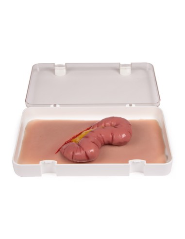 Moulage y simulación de herida abdominal con...