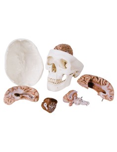 Decomposable 8-part educational skull with brain,... 2