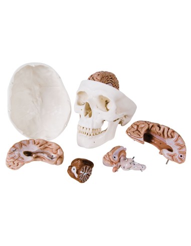 Decomposable 8-part educational skull with...
