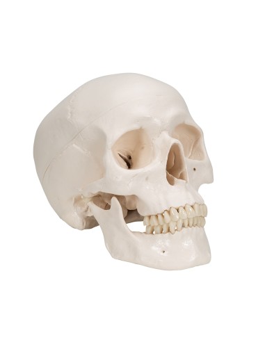 Decomposable 8-part educational skull with...