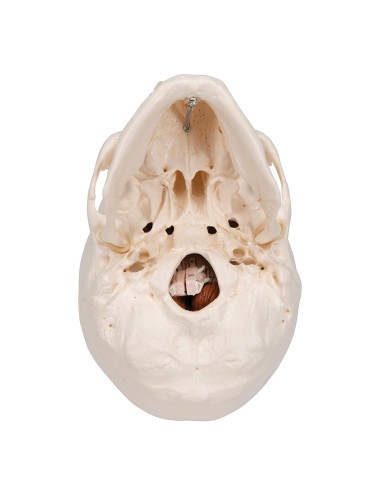 Decomposable 8-part educational skull with...