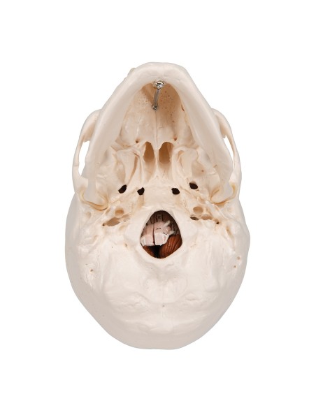 Decomposable 8-part educational skull with brain, anatomical model 3B Scientific A20/9
