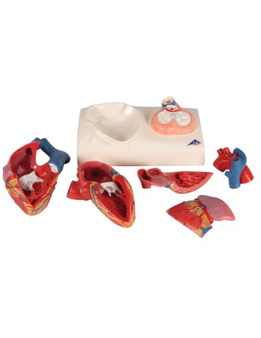 3B Scientific, anatomical model of heart,...
