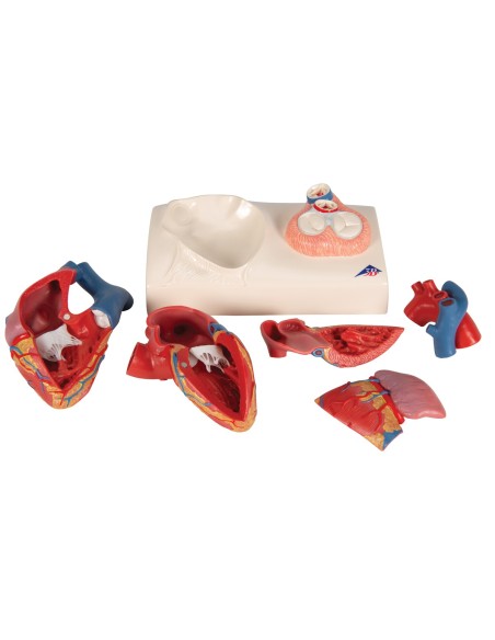 3B Scientific, modello anatomico di cuore, scomponibile in 5 parti, G01