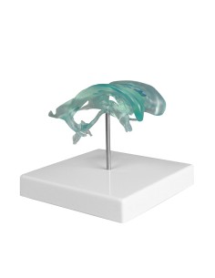 Ventrículo cerebral en la base, Erler Zimmer C263