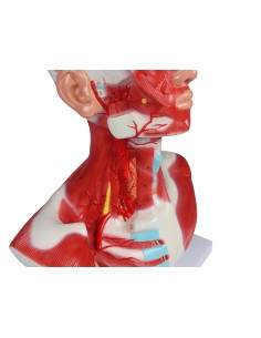 Cabeza, cuello y músculos pectorales Erler Zimmer C633 2