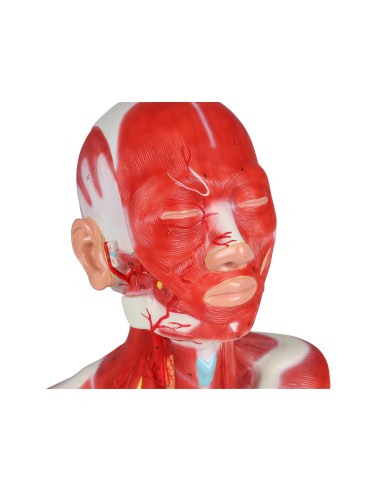 Head, neck, and chest muscles Erler Zimmer C633