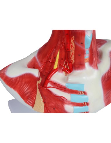 Muscoli di testa, collo e torace Erler Zimmer C633
