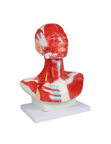 Head, neck, and chest muscles Erler Zimmer C633