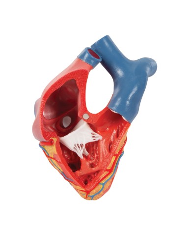 3B Scientific, modello anatomico di cuore,...