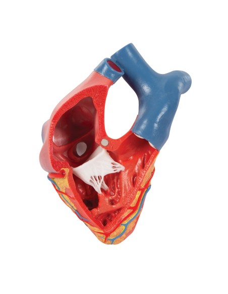 3B Scientific, modello anatomico di cuore, scomponibile in 5 parti, G01