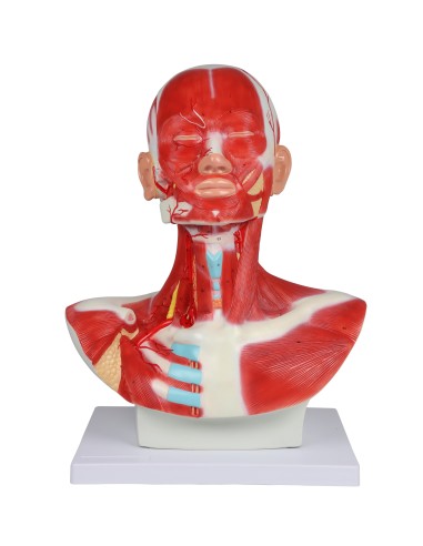 Head, neck, and chest muscles Erler Zimmer C633