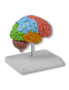 Vista ampliada Erler Zimmer, modelo anatómico de la mitad...