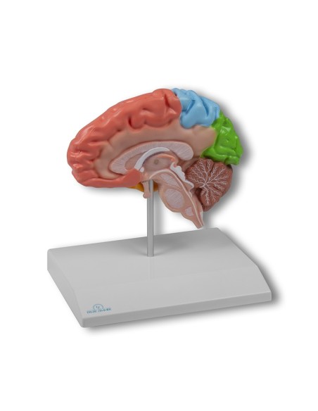 Vergrößerte Ansicht Erler Zimmer, anatomisches Modell der rechten Gehirnhälfte in Farbe, lebensgroß C921