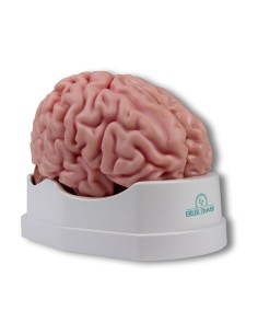 Erler Zimmer, anatomical model of brain, decomposable...