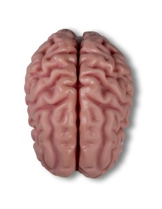 Erler Zimmer, anatomisches Modell des Gehirns, zerlegbar... 2