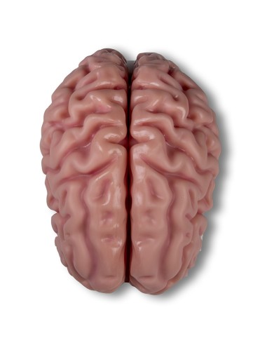 Erler Zimmer, modelo anatómico de cerebro,...