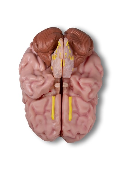 Erler Zimmer, modelo anatómico de cerebro, descomponible en 5 partes C918