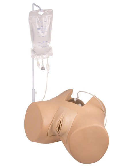 Female bladder catheterization simulator - Erler Zimmer 7050