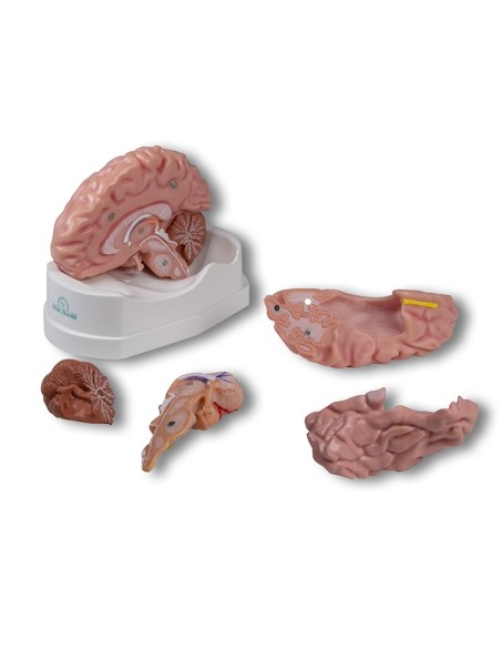 Erler Zimmer, modelo anatómico de cerebro, descomponible en 5 partes C918
