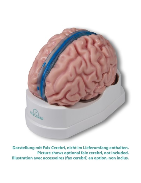 Erler Zimmer, modelo anatómico de cerebro, descomponible en 5 partes C918