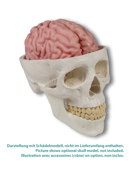 Erler Zimmer, modelo anatómico de cerebro, descomponible en 5 partes C918