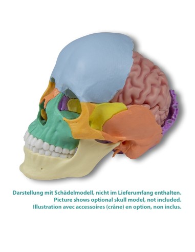 Erler Zimmer, modelo anatómico de cerebro,...