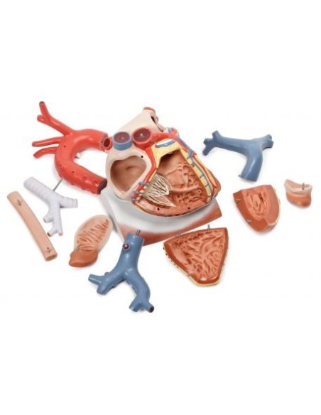 3B Scientific, Heart model on diaphragm, magnified 3 times, decomposable into 10 parts VD251