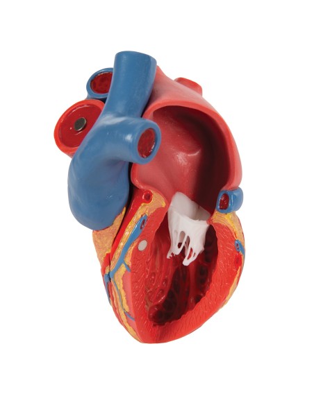 3B Scientific, modello anatomico di cuore, scomponibile in 5 parti, G01