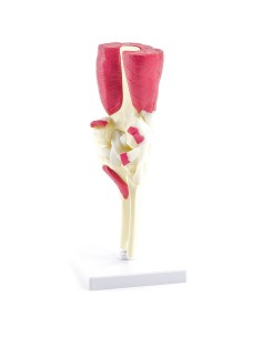 Articulación de la rodilla con músculos y tendones 2