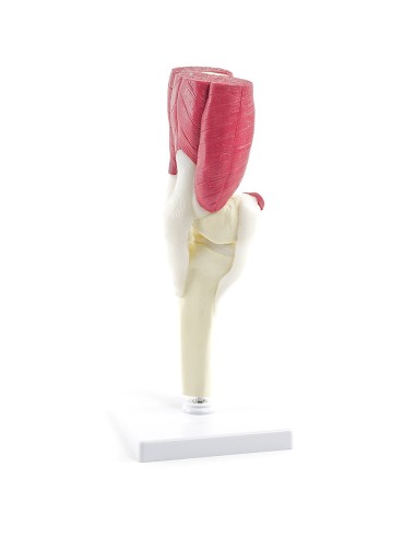 Knee joint with muscles and tendons