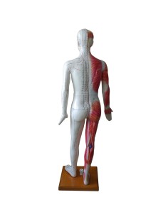 Maniquí de acupuntura masculino de tamaño natural sobre base 2