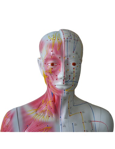 Mannequin d'acupuncture masculin de taille...