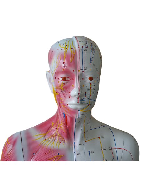 Full-size male acupuncture manikin on base