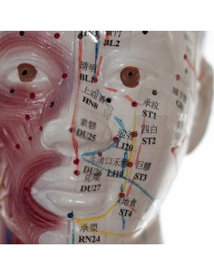 Mannequin masculin avec muscles d'acupuncture 2