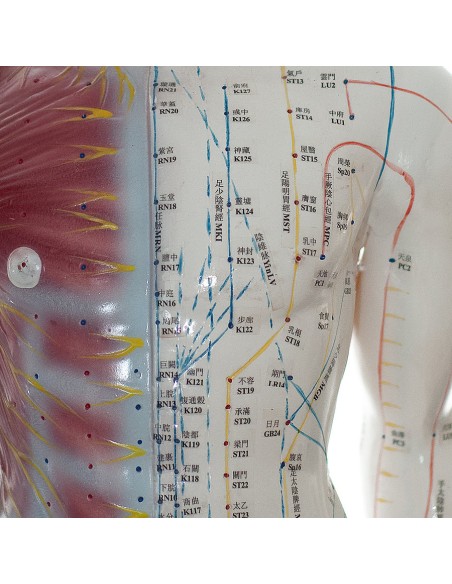 Mannequin masculin avec muscles d'acupuncture