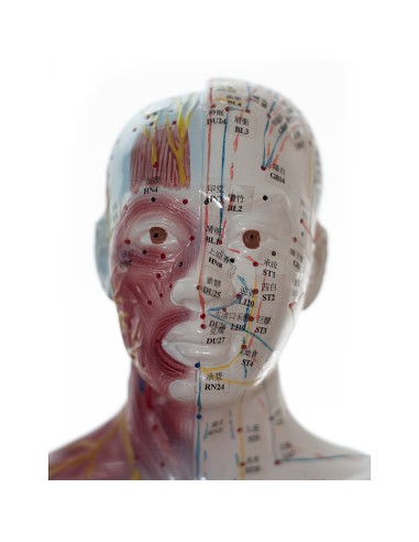 Maniquí masculino con músculos de acupuntura