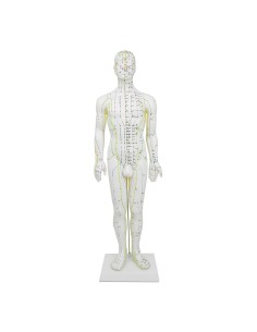 Mannequin d'acupuncture pour homme 61cm