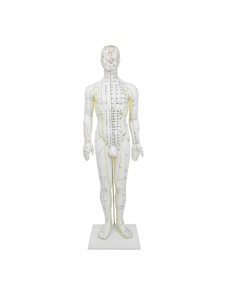 Male Acupuncture Manikin 61cm