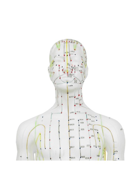 Mannequin d'acupuncture pour homme 61cm