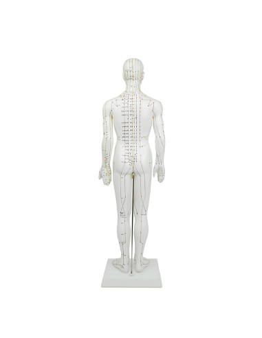 Mannequin d'acupuncture pour homme 61cm