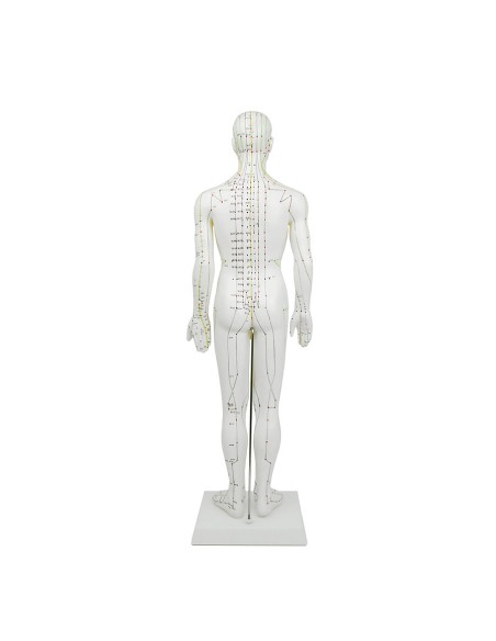 Mannequin d'acupuncture pour homme 61cm