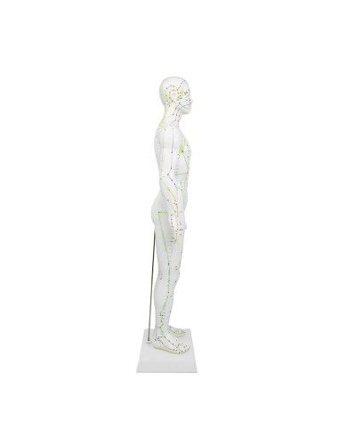 Mannequin d'acupuncture pour homme 61cm