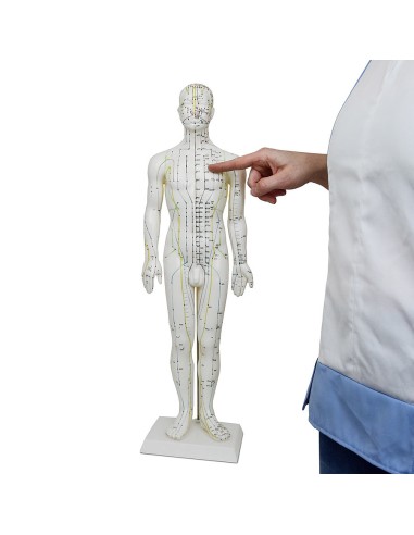 Mannequin d'acupuncture pour homme 61cm