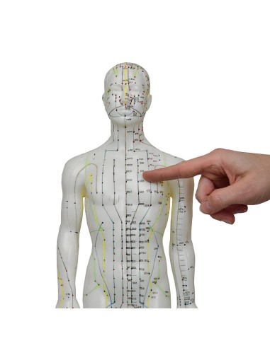 Mannequin d'acupuncture pour homme 61cm