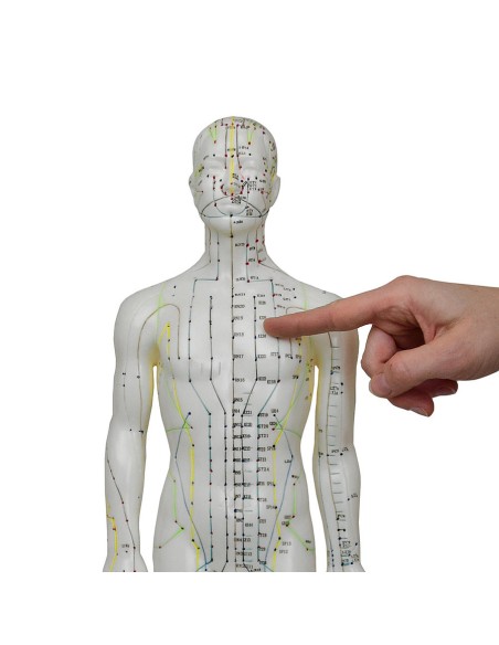 Mannequin d'acupuncture pour homme 61cm