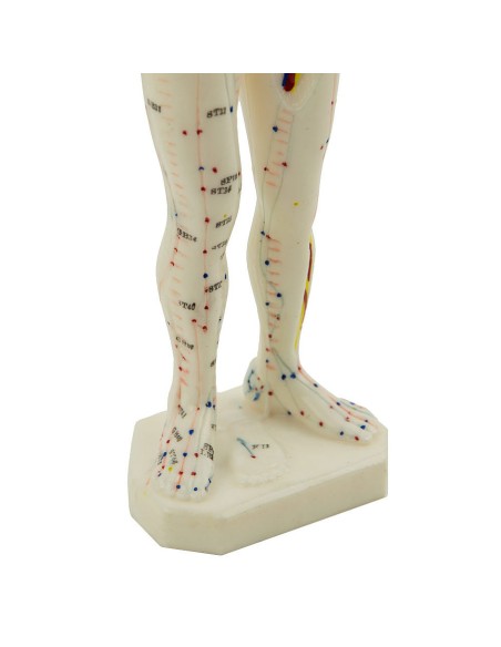 Male Desk Acupuncture Manikin